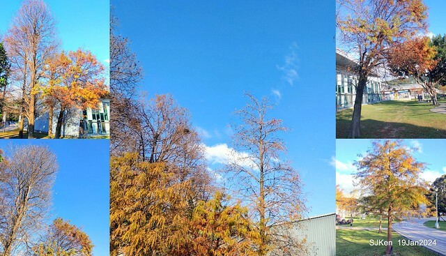 2024.01.19 台北大湖公園落羽松美景2-1(Bald Cypress at Taipei on Jan 19,2024,by SJKen.