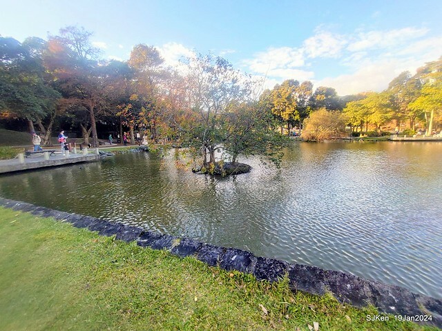 2024.01.19 台北大湖公園落羽松美景2-2 (Bald Cypress at Taipei on Jan 19,2024，by SJKen.