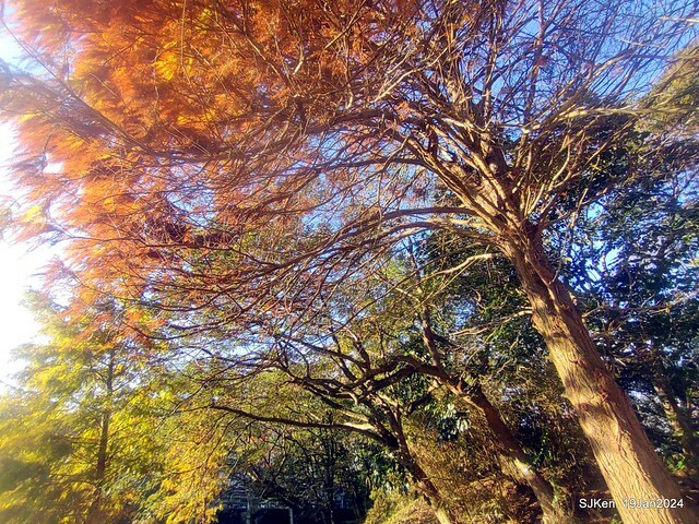 2024.01.19 台北大湖公園落羽松美景2-2 (Bald Cypress at Taipei on Jan 19,2024，by SJKen.