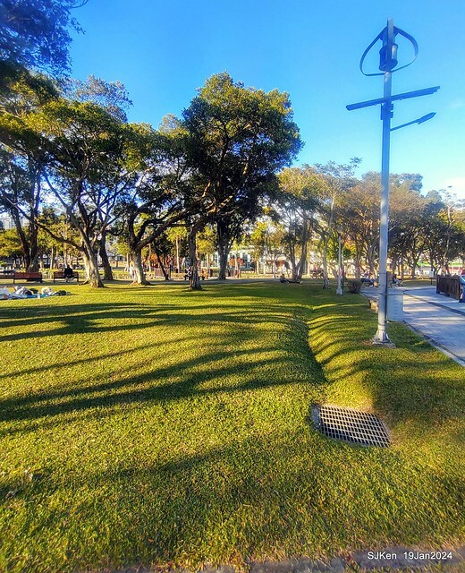 2024.01.19 台北大湖公園落羽松美景2-2 (Bald Cypress at Taipei on Jan 19,2024，by SJKen.