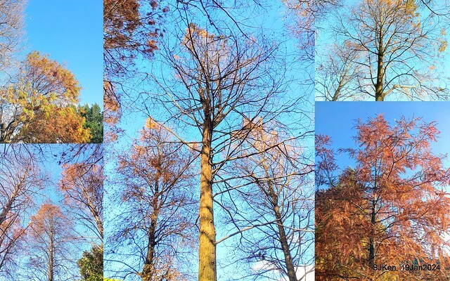 2024.01.19 台北大湖公園落羽松美景2-1(Bald Cypress at Taipei on Jan 19,2024,by SJKen.