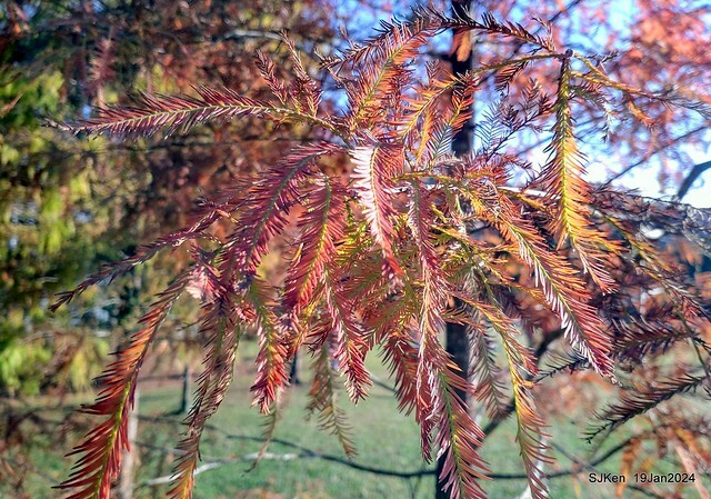 2024.01.19 台北大湖公園落羽松美景2-1(Bald Cypress at Taipei on Jan 19,2024,by SJKen.