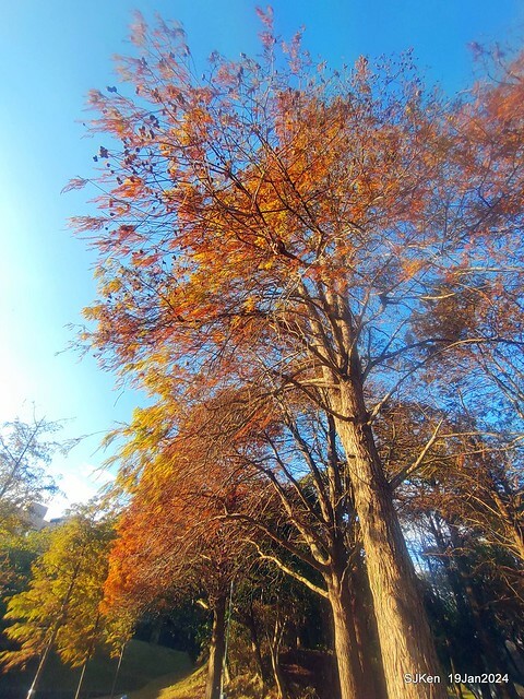 2024.01.19 台北大湖公園落羽松美景2-2 (Bald Cypress at Taipei on Jan 19,2024，by SJKen.