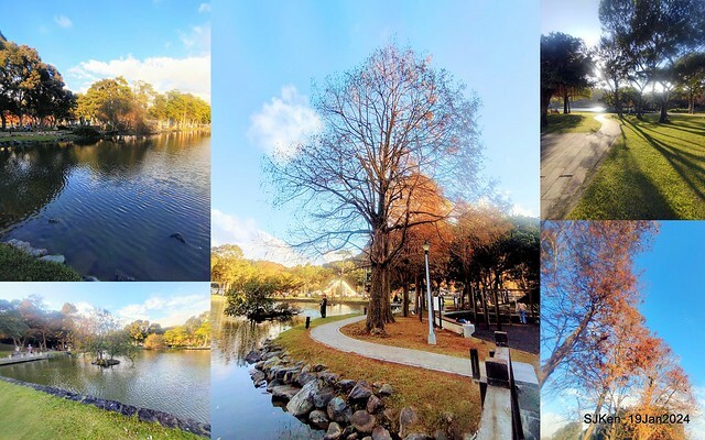 2024.01.19 台北大湖公園落羽松美景2-2 (Bald Cypress at Taipei on Jan 19,2024，by SJKen.