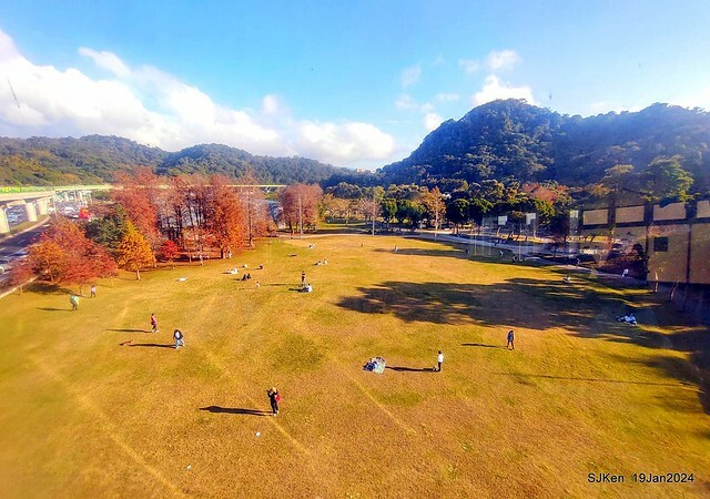 2024.01.19 台北大湖公園落羽松美景2-1(Bald Cypress at Taipei on Jan 19,2024,by SJKen.