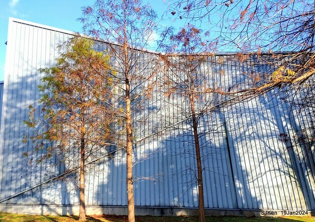 2024.01.19 台北大湖公園落羽松美景2-1(Bald Cypress at Taipei on Jan 19,2024,by SJKen.