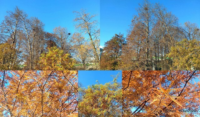 2024.01.19 台北大湖公園落羽松美景2-1(Bald Cypress at Taipei on Jan 19,2024,by SJKen.