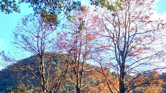 2024.01.19 台北大湖公園落羽松美景2-2 (Bald Cypress at Taipei on Jan 19,2024，by SJKen.