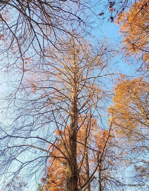 2024.01.19 台北大湖公園落羽松美景2-1(Bald Cypress at Taipei on Jan 19,2024,by SJKen.