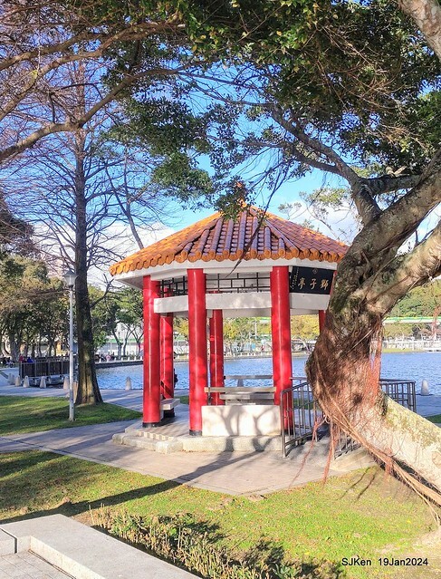 2024.01.19 台北大湖公園落羽松美景2-2 (Bald Cypress at Taipei on Jan 19,2024，by SJKen.