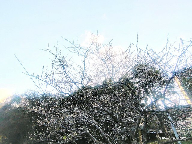 2024.01.19 台北大湖公園落羽松美景2-2 (Bald Cypress at Taipei on Jan 19,2024，by SJKen.