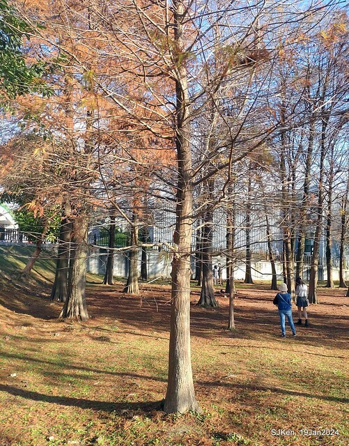 2024.01.19 台北大湖公園落羽松美景2-1(Bald Cypress at Taipei on Jan 19,2024,by SJKen.