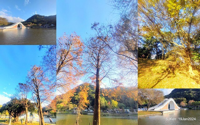 2024.01.19 台北大湖公園落羽松美景2-2 (Bald Cypress at Taipei on Jan 19,2024，by SJKen.