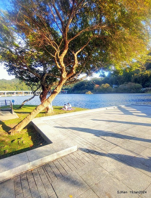 2024.01.19 台北大湖公園落羽松美景2-2 (Bald Cypress at Taipei on Jan 19,2024，by SJKen.