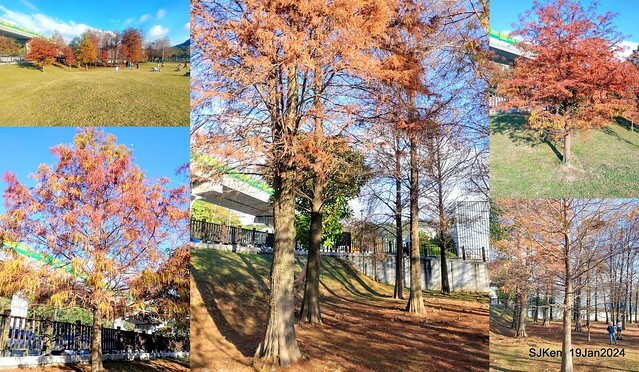 2024.01.19 台北大湖公園落羽松美景2-1(Bald Cypress at Taipei on Jan 19,2024,by SJKen.