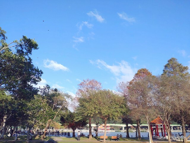 2024.01.19 台北大湖公園落羽松美景2-2 (Bald Cypress at Taipei on Jan 19,2024，by SJKen.