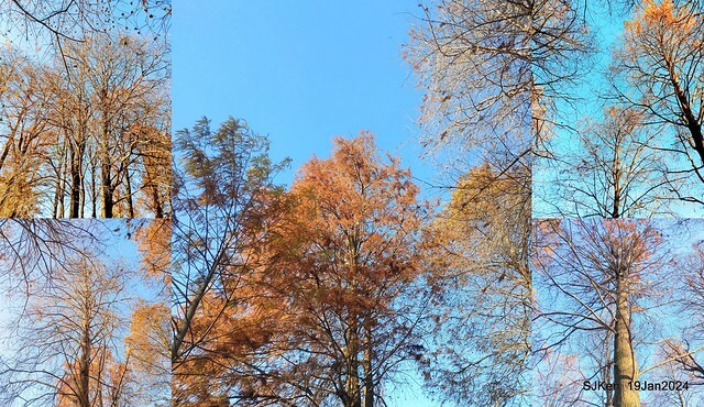 2024.01.19 台北大湖公園落羽松美景2-1(Bald Cypress at Taipei on Jan 19,2024,by SJKen.