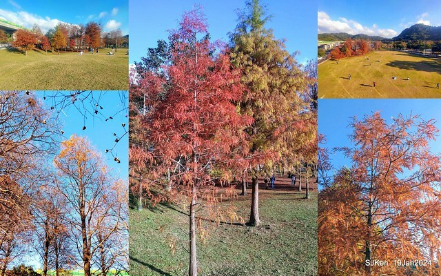 2024.01.19 台北大湖公園落羽松美景2-1(Bald Cypress at Taipei on Jan 19,2024,by SJKen.