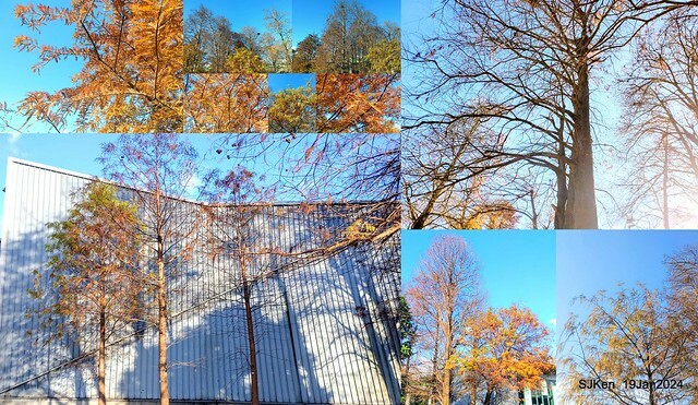 2024.01.19 台北大湖公園落羽松美景2-1(Bald Cypress at Taipei on Jan 19,2024,by SJKen.