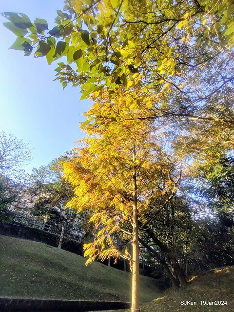 2024.01.19 台北大湖公園落羽松美景2-2 (Bald Cypress at Taipei on Jan 19,2024，by SJKen.