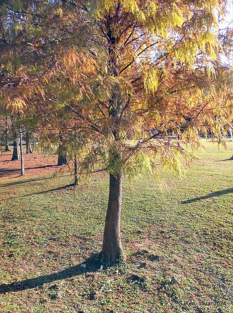2024.01.19 台北大湖公園落羽松美景2-1(Bald Cypress at Taipei on Jan 19,2024,by SJKen.