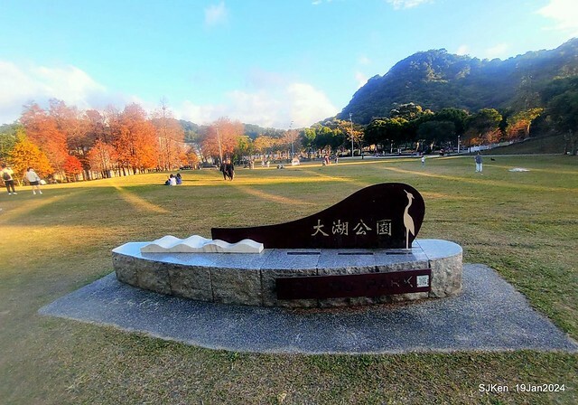 2024.01.19 台北大湖公園落羽松美景2-1(Bald Cypress at Taipei on Jan 19,2024,by SJKen.