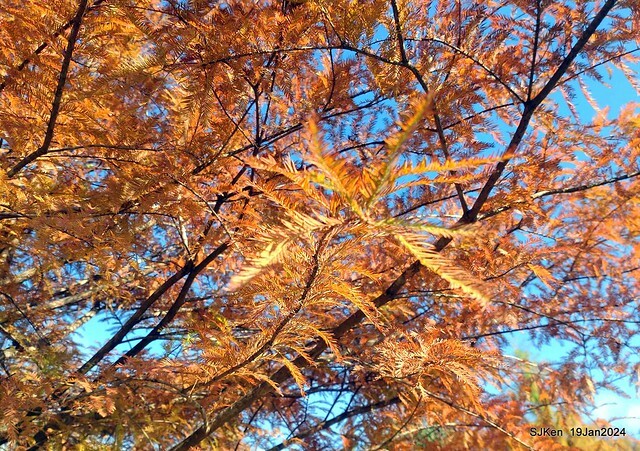 2024.01.19 台北大湖公園落羽松美景2-1(Bald Cypress at Taipei on Jan 19,2024,by SJKen.
