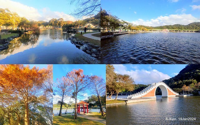 2024.01.19 台北大湖公園落羽松美景2-2 (Bald Cypress at Taipei on Jan 19,2024，by SJKen.
