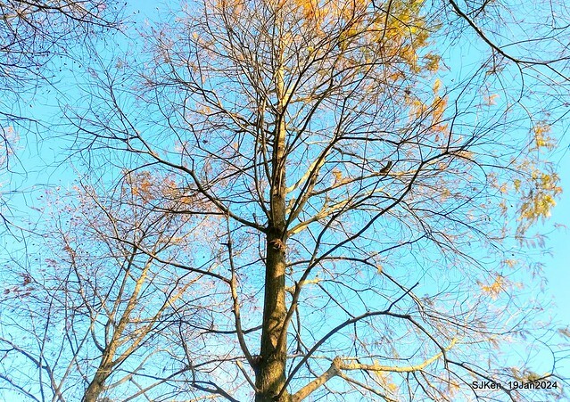 2024.01.19 台北大湖公園落羽松美景2-1(Bald Cypress at Taipei on Jan 19,2024,by SJKen.