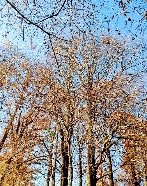2024.01.19 台北大湖公園落羽松美景2-1(Bald Cypress at Taipei on Jan 19,2024,by SJKen.