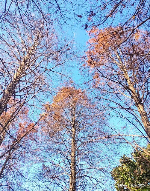 2024.01.19 台北大湖公園落羽松美景2-1(Bald Cypress at Taipei on Jan 19,2024,by SJKen.