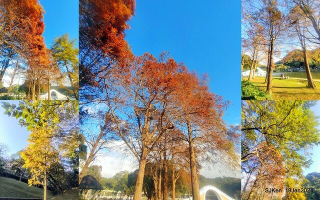 2024.01.19 台北大湖公園落羽松美景2-2 (Bald Cypress at Taipei on Jan 19,2024，by SJKen.