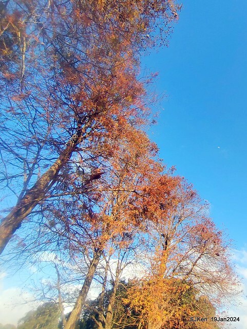 2024.01.19 台北大湖公園落羽松美景2-2 (Bald Cypress at Taipei on Jan 19,2024，by SJKen.