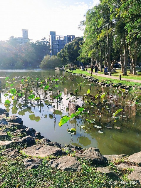 2024.01.19 台北大湖公園落羽松美景2-2 (Bald Cypress at Taipei on Jan 19,2024，by SJKen.