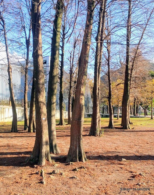 2024.01.19 台北大湖公園落羽松美景2-1(Bald Cypress at Taipei on Jan 19,2024,by SJKen.