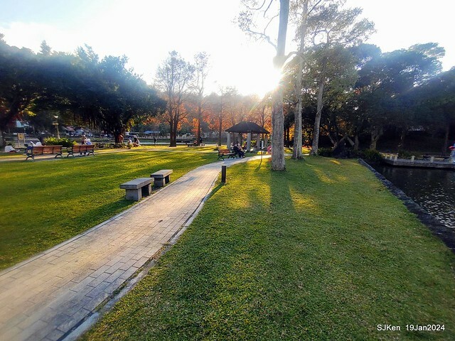 2024.01.19 台北大湖公園落羽松美景2-2 (Bald Cypress at Taipei on Jan 19,2024，by SJKen.