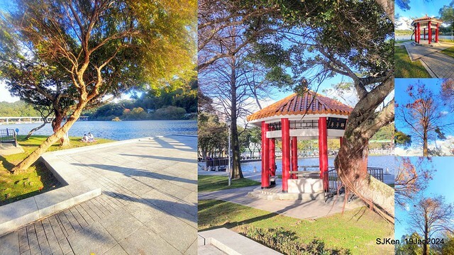 2024.01.19 台北大湖公園落羽松美景2-2 (Bald Cypress at Taipei on Jan 19,2024，by SJKen.