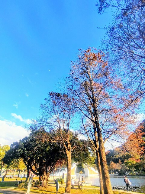 2024.01.19 台北大湖公園落羽松美景2-2 (Bald Cypress at Taipei on Jan 19,2024，by SJKen.