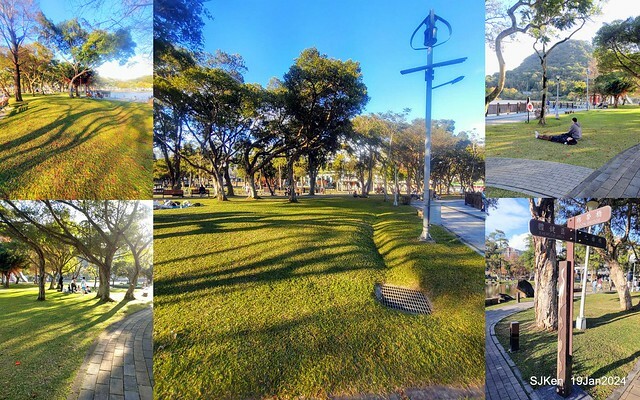 2024.01.19 台北大湖公園落羽松美景2-2 (Bald Cypress at Taipei on Jan 19,2024，by SJKen.