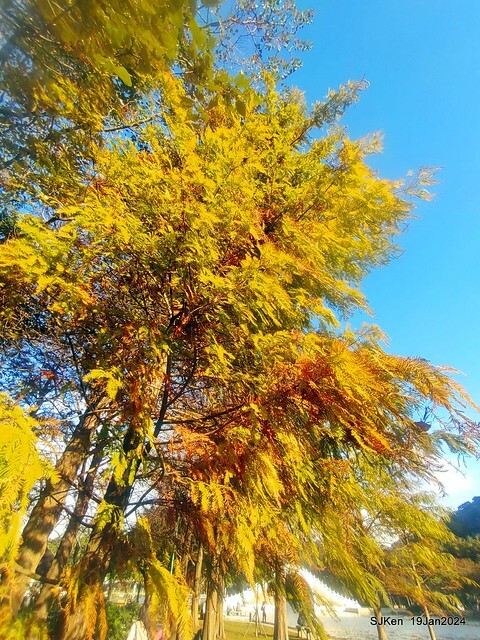 2024.01.19 台北大湖公園落羽松美景2-2 (Bald Cypress at Taipei on Jan 19,2024，by SJKen.