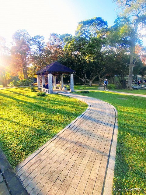 2024.01.19 台北大湖公園落羽松美景2-2 (Bald Cypress at Taipei on Jan 19,2024，by SJKen.