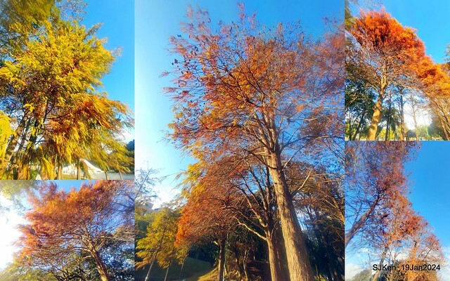 2024.01.19 台北大湖公園落羽松美景2-2 (Bald Cypress at Taipei on Jan 19,2024，by SJKen.