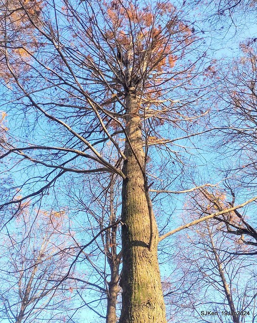 2024.01.19 台北大湖公園落羽松美景2-1(Bald Cypress at Taipei on Jan 19,2024,by SJKen.