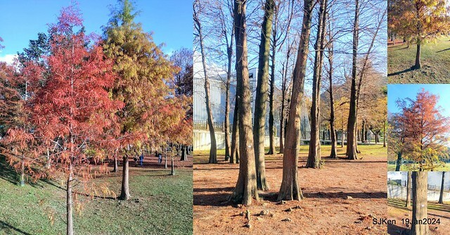 2024.01.19 台北大湖公園落羽松美景2-1(Bald Cypress at Taipei on Jan 19,2024,by SJKen.