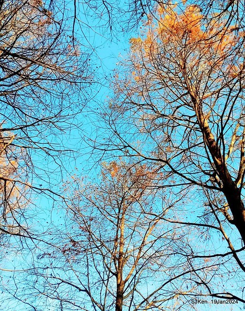 2024.01.19 台北大湖公園落羽松美景2-1(Bald Cypress at Taipei on Jan 19,2024,by SJKen.
