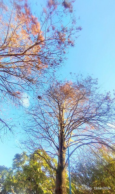 2024.01.19 台北大湖公園落羽松美景2-2 (Bald Cypress at Taipei on Jan 19,2024，by SJKen.