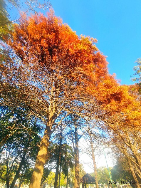 2024.01.19 台北大湖公園落羽松美景2-2 (Bald Cypress at Taipei on Jan 19,2024，by SJKen.
