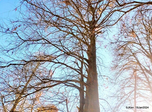 2024.01.19 台北大湖公園落羽松美景2-1(Bald Cypress at Taipei on Jan 19,2024,by SJKen.