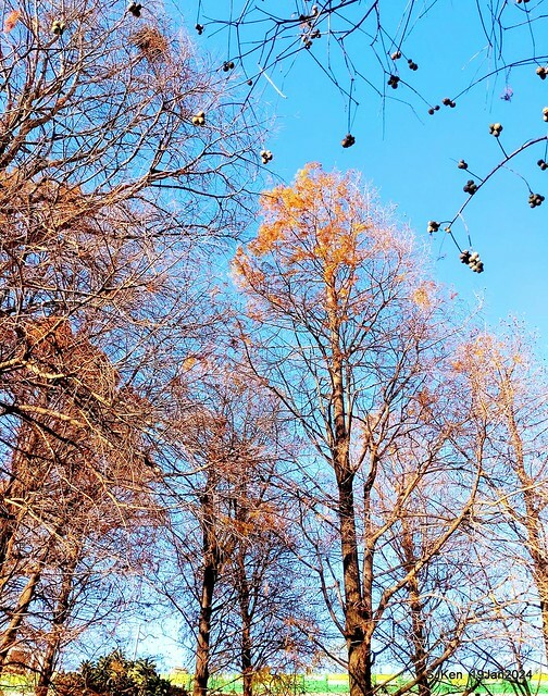 2024.01.19 台北大湖公園落羽松美景2-1(Bald Cypress at Taipei on Jan 19,2024,by SJKen.