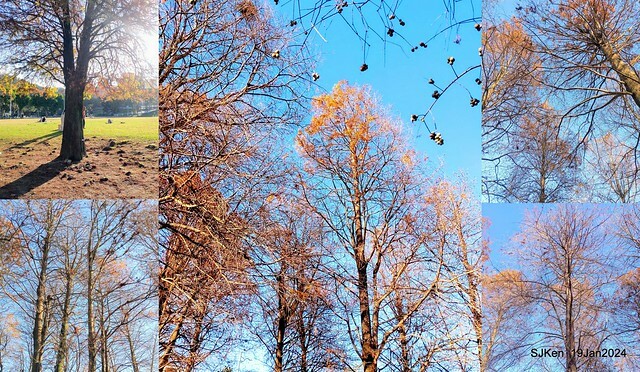 2024.01.19 台北大湖公園落羽松美景2-1(Bald Cypress at Taipei on Jan 19,2024,by SJKen.